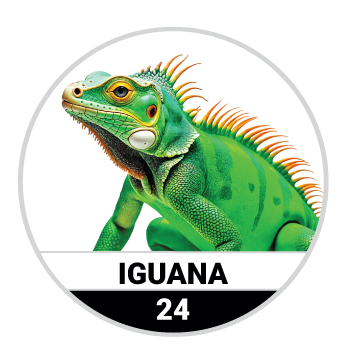 Animalitos del Oriente - Mascotas — 24 IGUANA