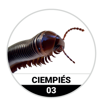 Animalitos del Oriente - Fieras — 3 CIEMPIES