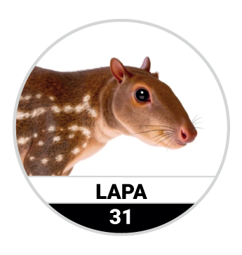 Animalitos del Oriente - Bichitos — 31 LAPA