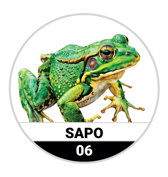 6 SAPO