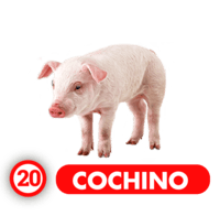 20 COCHINO