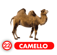 Chance Con Animalitos A — 22 CAMELLO