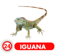 24 IGUANA