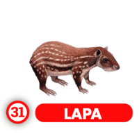 Chance Con Animalitos A — 31 LAPA