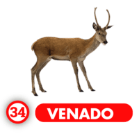 Chance Con Animalitos A — 34 VENADO