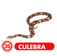 Chance Con Animalitos A — 36 CULEBRA