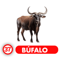 Chance Con Animalitos A — 37 BUFALO