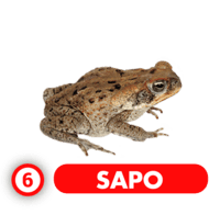 6 SAPO