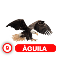 Chance Con Animalitos A — 9 AGUILA