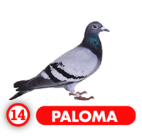 Chance Con Animalitos B — 14 PALOMA