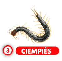Chance Con Animalitos B — 3 CIEMPIES