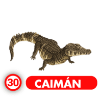 Chance Con Animalitos B — 30 CAIMAN