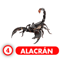 Chance Con Animalitos B — 4 ALACRAN