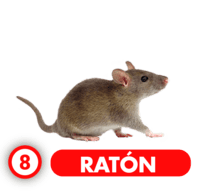 Chance Con Animalitos B — 8 RATON