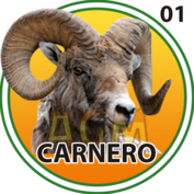 1 CARNERO
