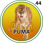 44 PUMA