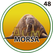 48 MORSA