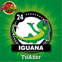 Guacharo Activo — 24 IGUANA