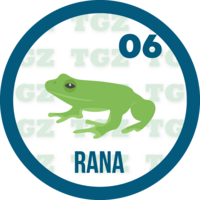 Lotto Gato — 6 RANA