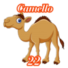 22 CAMELLO
