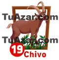 19 CHIVO